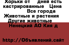   Хорьки от 35 дней есть кастрированные › Цена ­ 2 000 - Все города Животные и растения » Другие животные   . Ненецкий АО,Кия д.